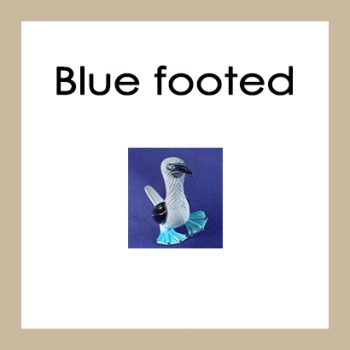 Blue footed