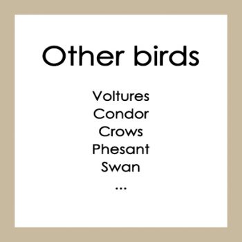 Other birds